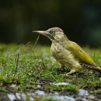 منطقه حفاظت شده جهان نما (گلستان)