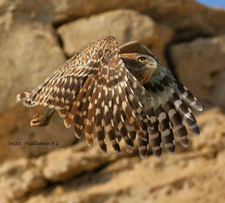 Brown Fish Owl