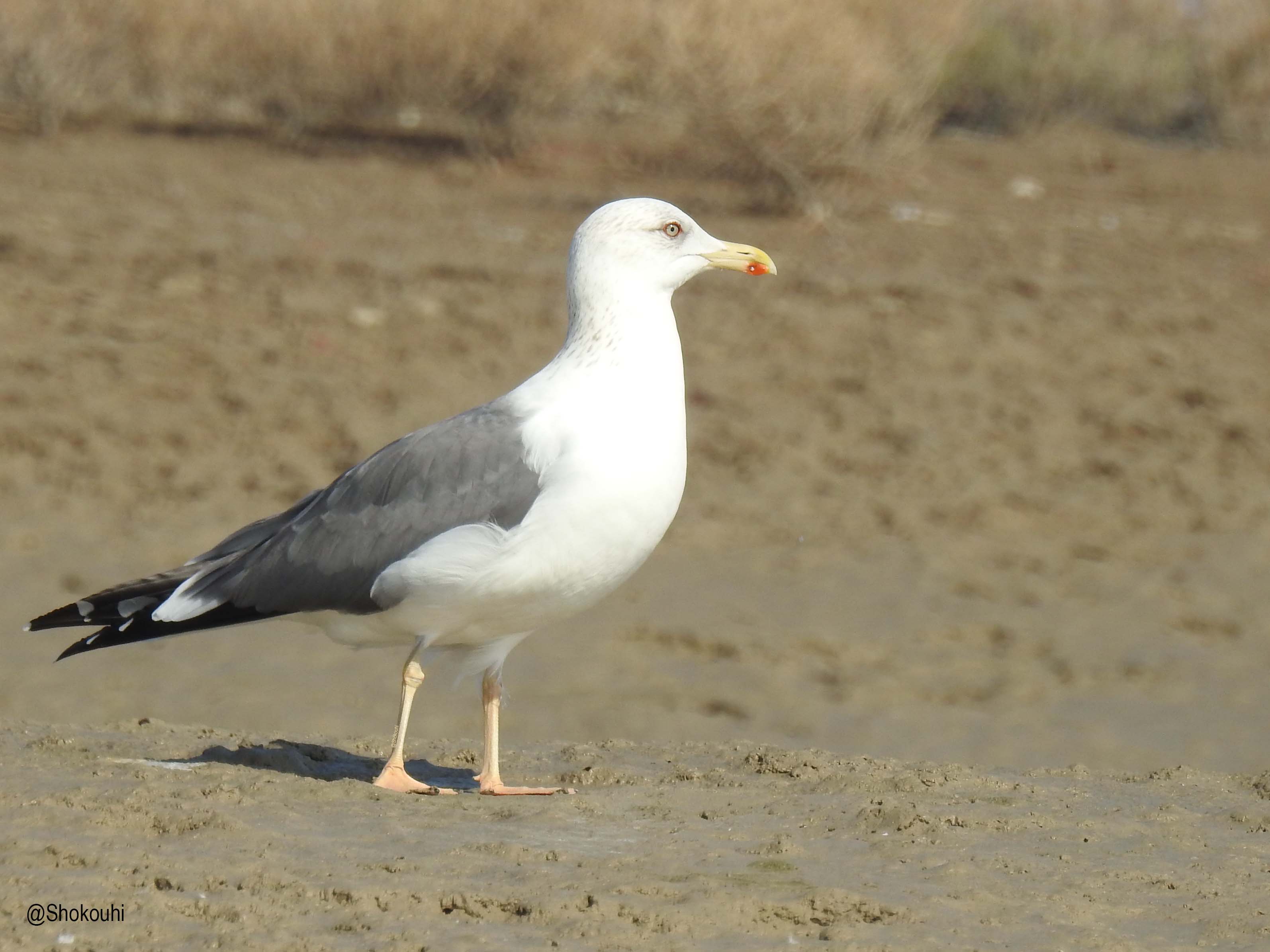 Gulls and Terns identification workshop_Iranian Birding Club