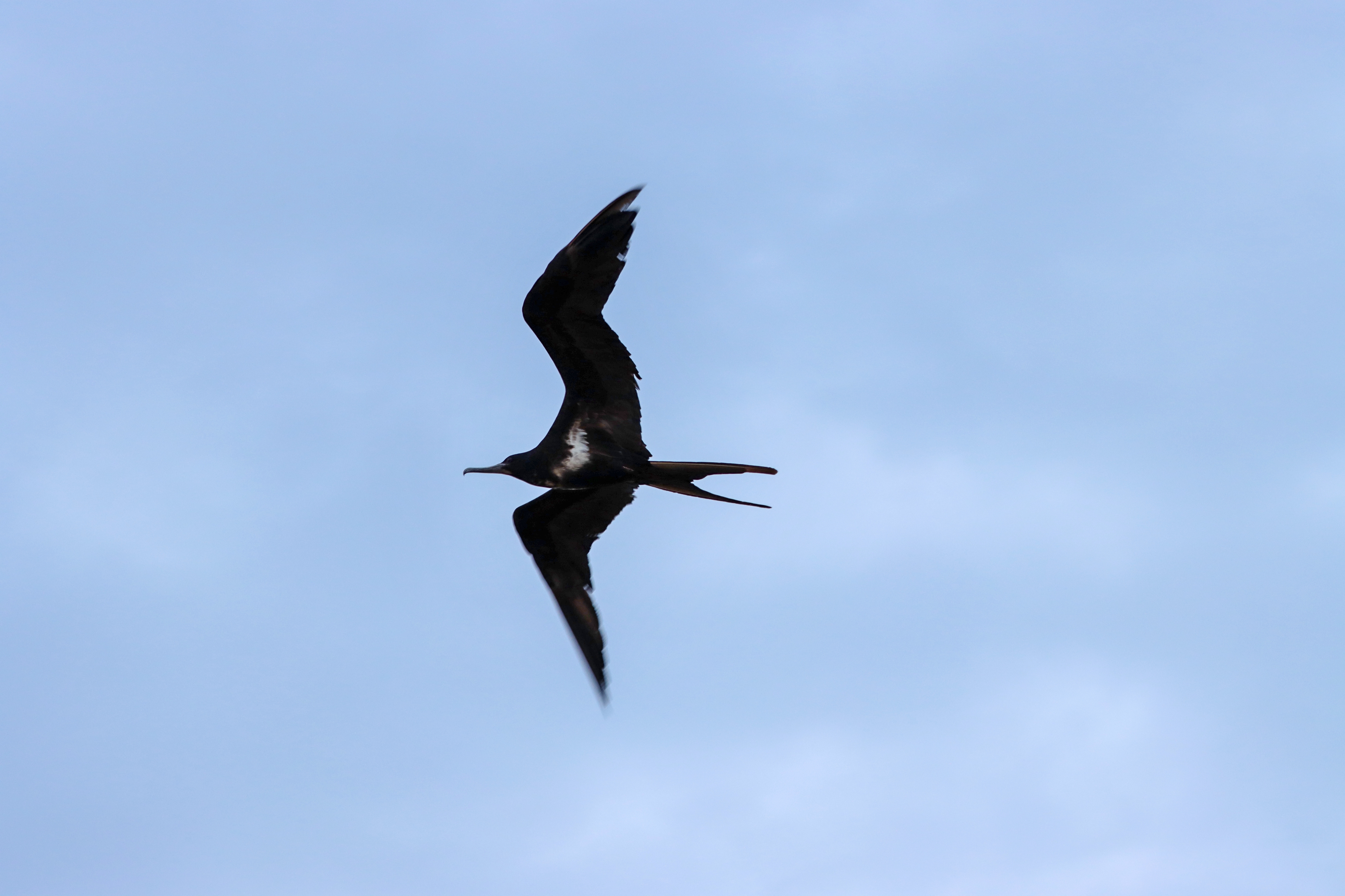 Lesser Freegate Bird Soaring in the Sky