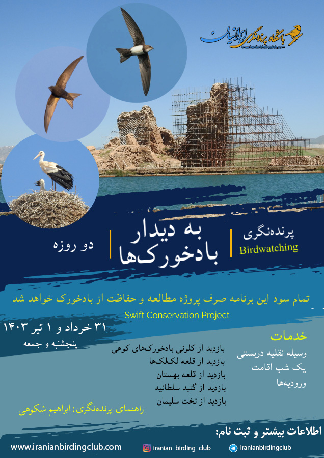 Iranian Birding Club_Swift _ birdwatching tour_Takht Soleyman tour