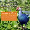 پرنده‌نگری در گیلان (انزلی و بوجاق) | 15 و 16 آذر 1403