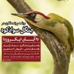 پرنده نگری در جنگل هیرکانی سوادکوه | 25 آبان 1403